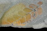 Pennsylvanian Fossil Fern (Neuropteris) Plate - Kentucky #137718-3